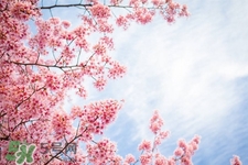 櫻花一般什么時(shí)候開(kāi)？櫻花一般幾月份開(kāi)？