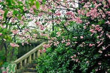 櫻花一般什么時(shí)候開(kāi)？櫻花一般幾月份開(kāi)？