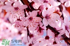 櫻花茶可以減肥嗎？櫻花泡茶能減肥嗎？