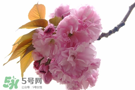 櫻花的花語(yǔ)是什么？櫻花代表什么意思？