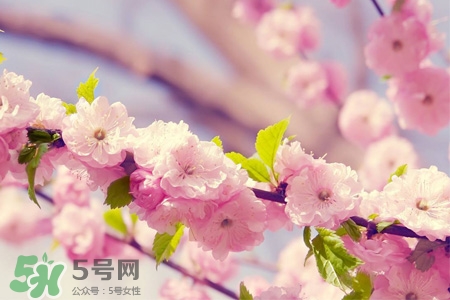 櫻花的花語(yǔ)是什么？櫻花代表什么意思？