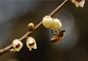 驚蟄是什么意思？驚蜇是什么節(jié)氣？