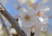 櫻花的花語是什么？櫻花代表什么意思？