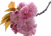 櫻花一般開多久？櫻花一般持續(xù)多久？