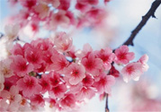 3月份有櫻花嗎？三月份櫻花都開了嗎？