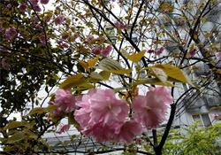 4月份適合種什么花？四月份種什么花好？