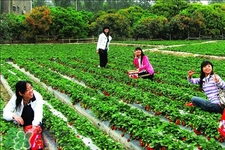 4月份可以摘草莓嗎？四月份有草莓可以摘嗎？