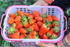 什么天氣摘草莓比較好？天氣多少度摘草莓最好？