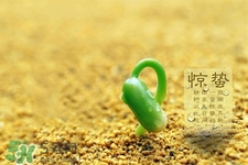 驚蟄節(jié)氣吃什么水果？驚蟄養(yǎng)生吃什么水果好？