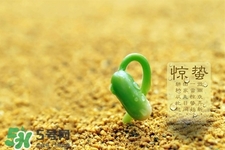 驚蟄如何養(yǎng)生？驚蟄前后如何養(yǎng)生？
