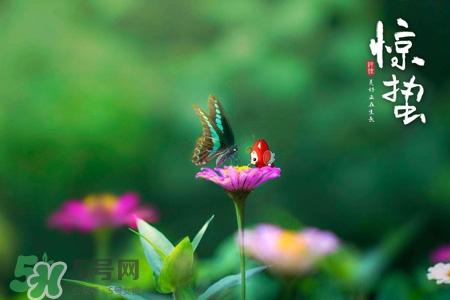驚蟄喝什么茶好？驚蟄養(yǎng)生喝什么茶？