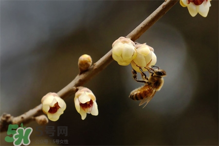 驚蟄可以去掃墓嗎？驚蟄可以去上墳嗎？
