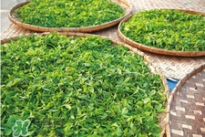 4月份喝什么茶好？四月份適合喝什么茶？