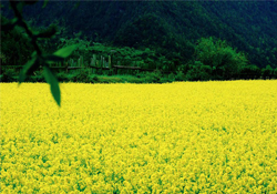 3月份能看到油菜花嗎？三月份有油菜花看嗎？