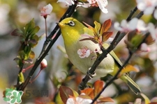 禽流感期間能接觸鳥(niǎo)糞嗎？碰到鳥(niǎo)糞會(huì)得禽流感嗎？