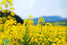 油菜花什么時候開？2017年油菜花期