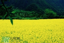 油菜花什么時候開？2017年油菜花期