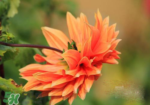 花粉過(guò)敏會(huì)遺傳嗎？花粉過(guò)敏為什么會(huì)遺傳？