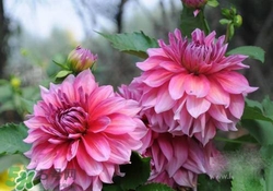 花粉過(guò)敏會(huì)遺傳嗎？花粉過(guò)敏為什么會(huì)遺傳？