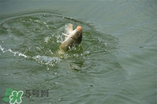 三月份可以釣魚了嗎？三月份好釣魚嗎？