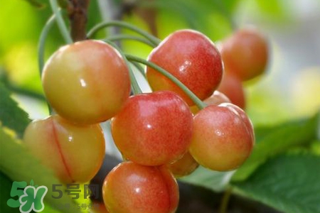 白玉櫻桃是什么？白玉櫻桃能吃嗎？