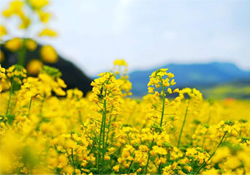 油菜花能開多久？油菜花花期有多長？