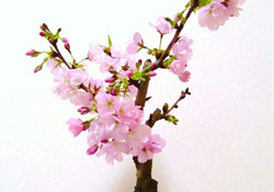 櫻花可以盆栽嗎？櫻花盆栽好養(yǎng)嗎？