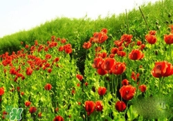 花粉過(guò)敏是感冒嗎？花粉過(guò)敏和感冒的區(qū)別