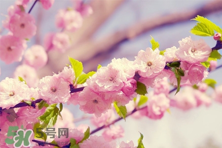 盆栽櫻花要經(jīng)常澆水嗎？櫻花盆栽幾天澆一次水？