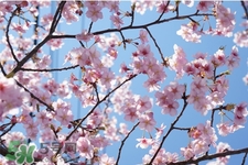 盆栽櫻花要經(jīng)常澆水嗎？櫻花盆栽幾天澆一次水？