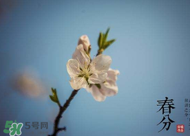 春分種什么菜？春分適合種什么菜？