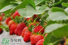 草莓可以帶上飛機(jī)嗎？坐飛機(jī)能帶草莓嗎？