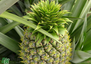 綠菠蘿可以吃嗎？菠蘿是綠的能吃嗎？