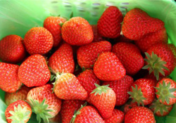 草莓可以帶上飛機嗎？坐飛機能帶草莓嗎？