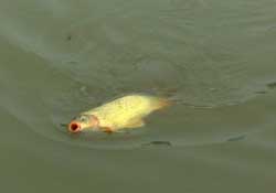 驚蟄前后可以夜釣鯉魚嗎？驚蟄前后釣魚技巧