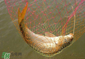 驚蟄前后好釣魚嗎？驚蟄前后釣魚技巧