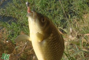驚蟄前后可以夜釣鯉魚(yú)嗎？驚蟄前后釣魚(yú)技巧