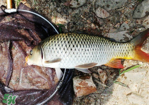 驚蟄前后可以夜釣鯉魚(yú)嗎？驚蟄前后釣魚(yú)技巧
