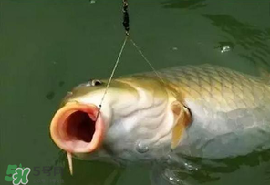 驚蟄前后可以夜釣鯉魚(yú)嗎？驚蟄前后釣魚(yú)技巧