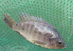 驚蟄能釣魚嗎？驚蟄釣什么魚好？