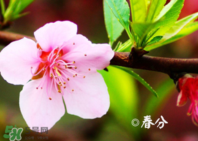 2017年春分是什么時(shí)候？2017年春分是幾月幾號(hào)？