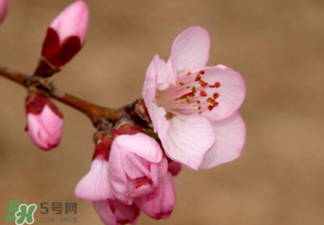 2017年春分是什么時(shí)候？2017年春分是幾月幾號(hào)？