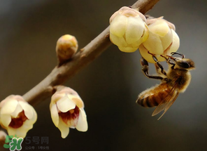 驚蟄過后一周會下雨嗎？驚蟄下雨好嗎？