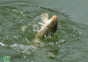 驚蟄過(guò)后好釣魚(yú)嗎？驚蟄后陰雨天好釣魚(yú)嗎？