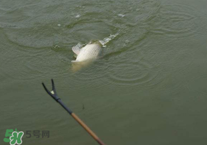 驚蟄過(guò)后好釣魚(yú)嗎？驚蟄后陰雨天好釣魚(yú)嗎？