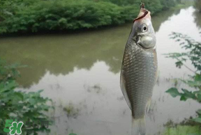 春分節(jié)氣好釣魚嗎？春分釣魚技巧