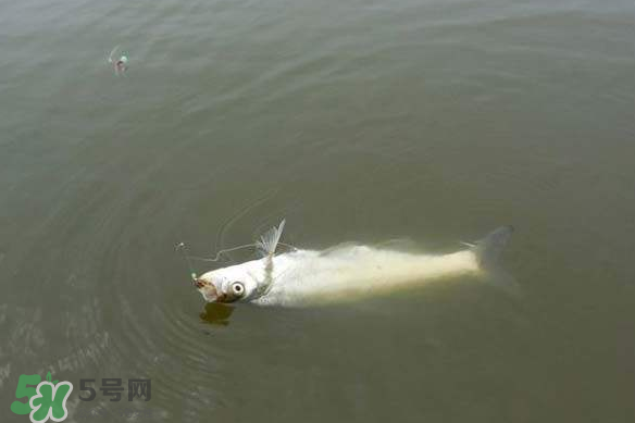 春分節(jié)氣好釣魚嗎？春分釣魚技巧