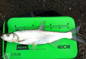 春分節(jié)氣好釣魚嗎？春分釣魚技巧