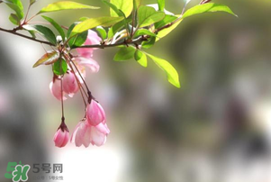 春分開(kāi)什么花？春分什么花開(kāi)？