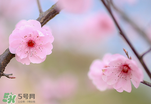 春分開(kāi)什么花？春分什么花開(kāi)？